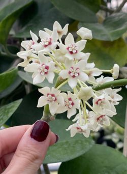 Hoya Australis