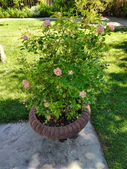 Little Roses