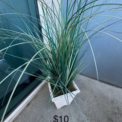 Decorative Plant