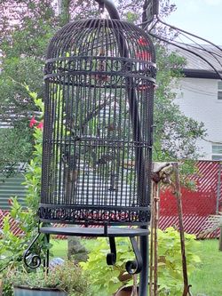 Wrought Iron Bird Cage 