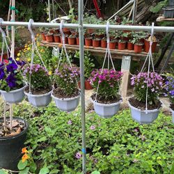 Hanging Pots For Mothers Day