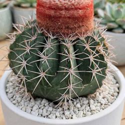 Mellocactus 