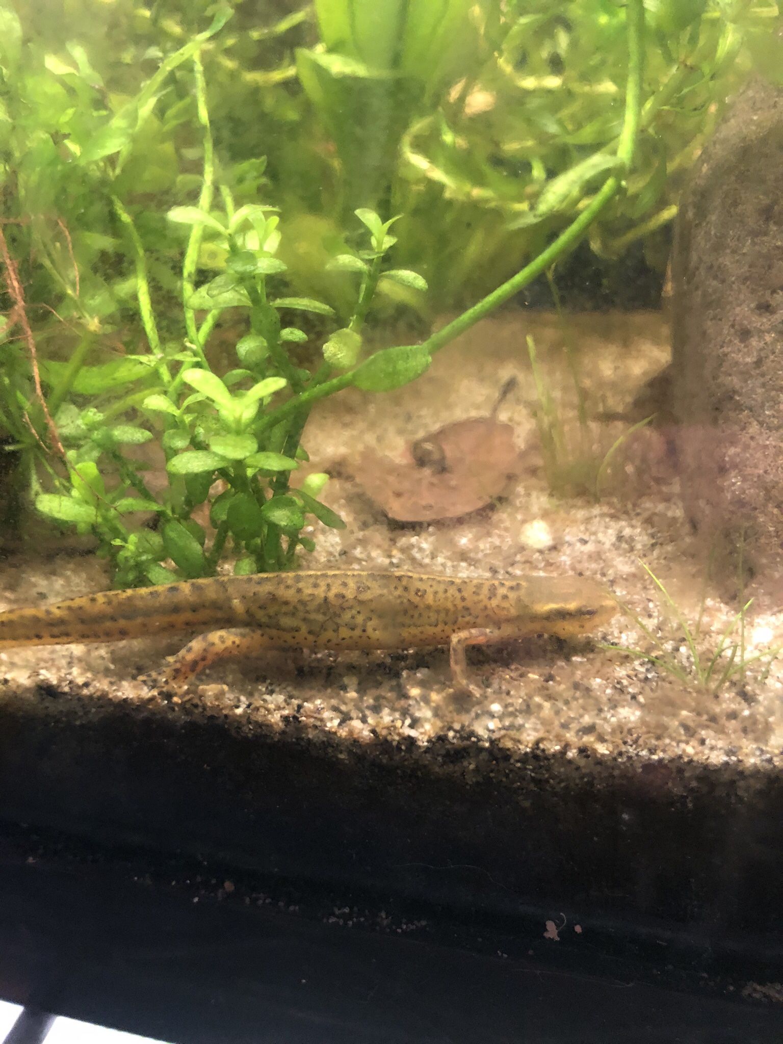 Fish Tank Reptile Tank