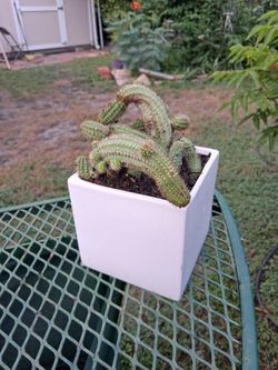 Peanut Cactus Cluster  - Echinopsis chamaecereus