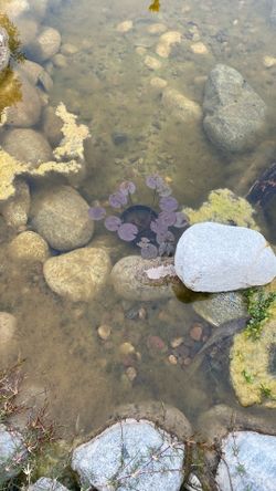 Lily Pads . Pond Flower