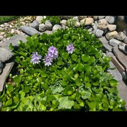 Hyacinth plant garden pond for sale $10 for 15