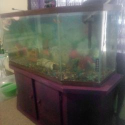 Fish Tank 