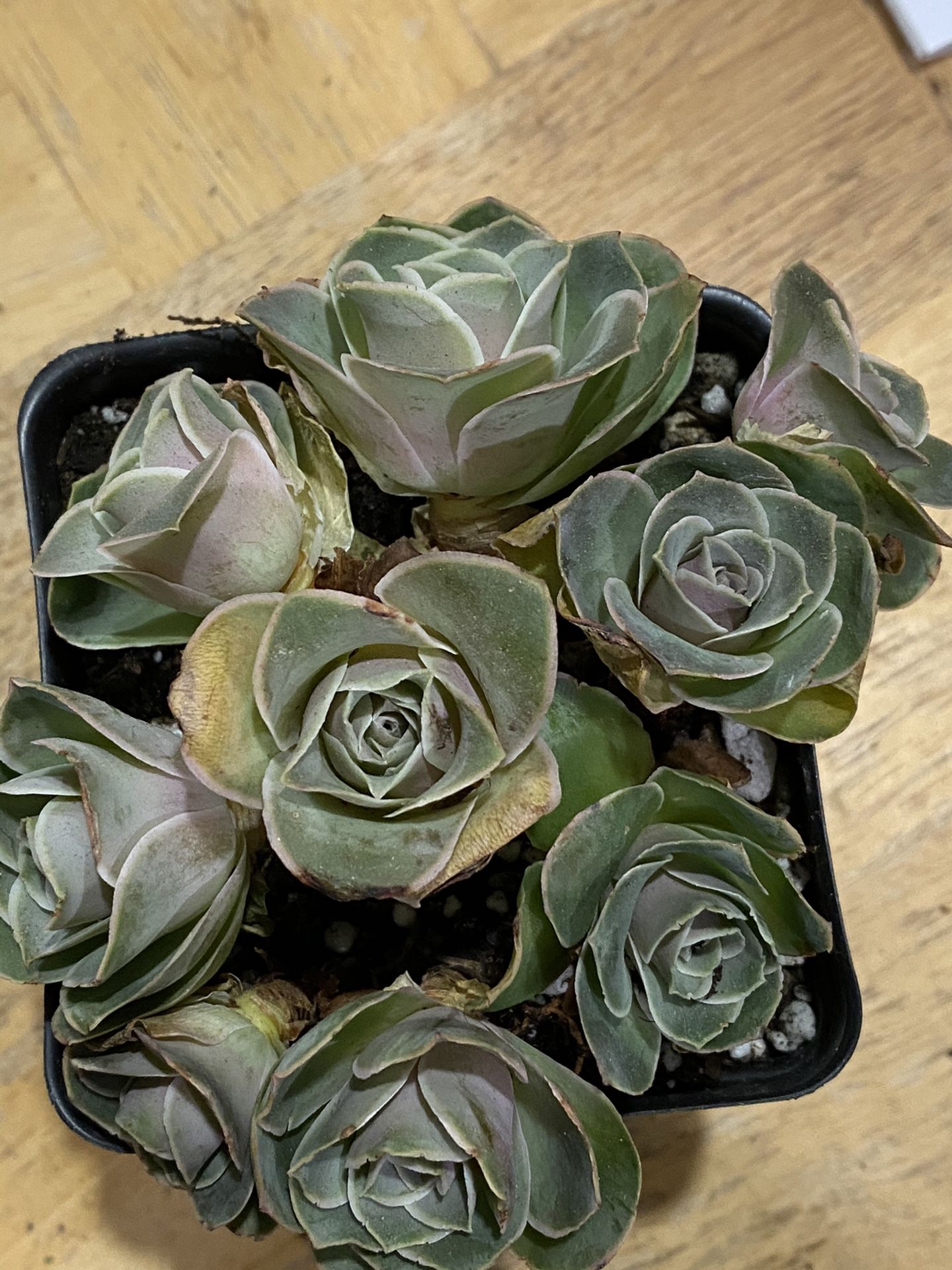1 Hierro clusters greenovia succulent in 4” pot
