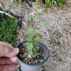 Portulacaria Dwarf Jade Houseplant
