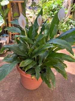 Peace lily