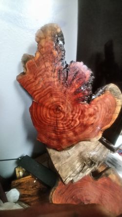 Mesquite Rounds & Slabs