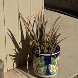 Aloe Vera With Pot