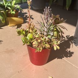 Succulent Arrangement 