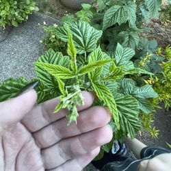 Fall golden raspberries