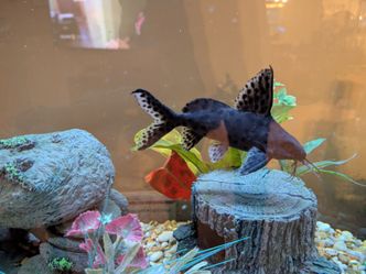 55 gallon freshwater tank