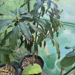 Mangoes Grapefruit And Plumeria