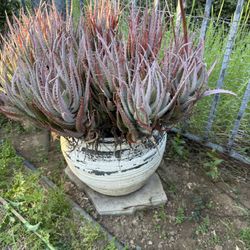 2xLarge Aloe Succulent in Decorative Pot
