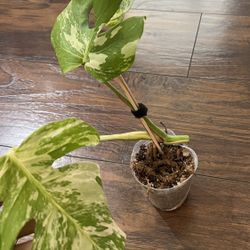 Variegated monstera Albo Two Leaf Cutting W/a Third Leaf About To Come out ( Read Description Below)