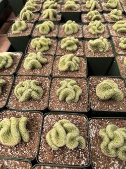 Brain cactus