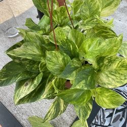 Pothos Neon Golden Plants