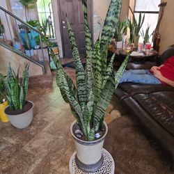 3ft 3in Tall Sansevieria Snake Plant In Ceramic Pot With Polished Stones 