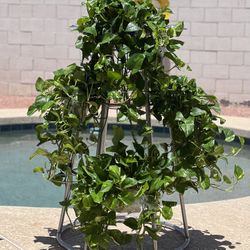 Plants 