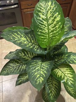 Dieffenbachia/Dumb Cane