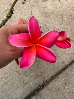 Cutting plumeria