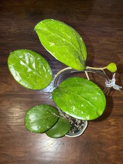 Hoya Michele Splash