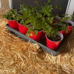Celery Plants, Vegetables 