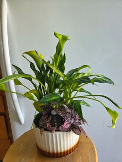 $14 each beautiful green home decoration