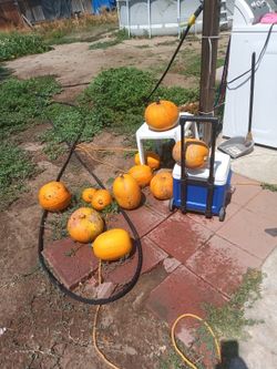Free Pumpkins Gratis