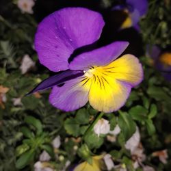Hanging Flower Basket