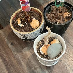 Free plants-  Aloe Vera And Anthurium