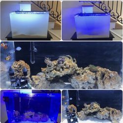 🐟 Salt Water Fish Tank | Make An Offer
