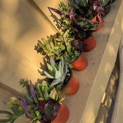 Succulent In Pots 