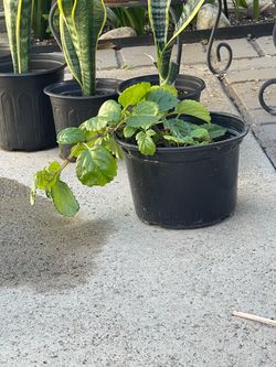 Millonaria planta