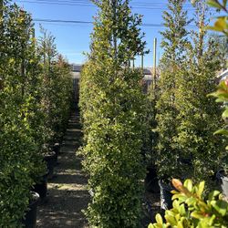 Eugenia Privacy Hedge