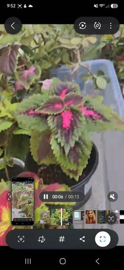 Coleus Plants $5 each
