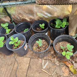 Strawberry Plants