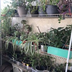 Plantas de Venta Diferentes Presios