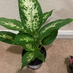 Dieffenbachia 3 Plant Rooted 4” Potted Liveplant