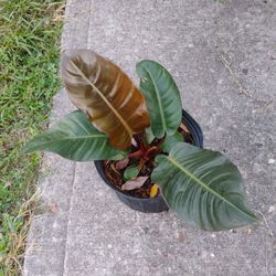 Philodendron Black Cardinal Plant 
