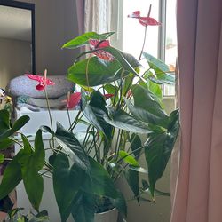 Anthurium plant (flamingo plant)