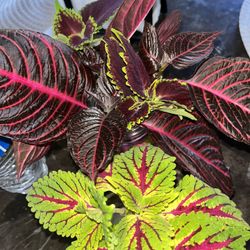 Vibrant Beautiful Plants 