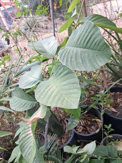 Chirimoya