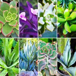 24x Succulent Cuttings + FREE Agave! 🪷