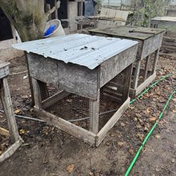 Rooster Cages 