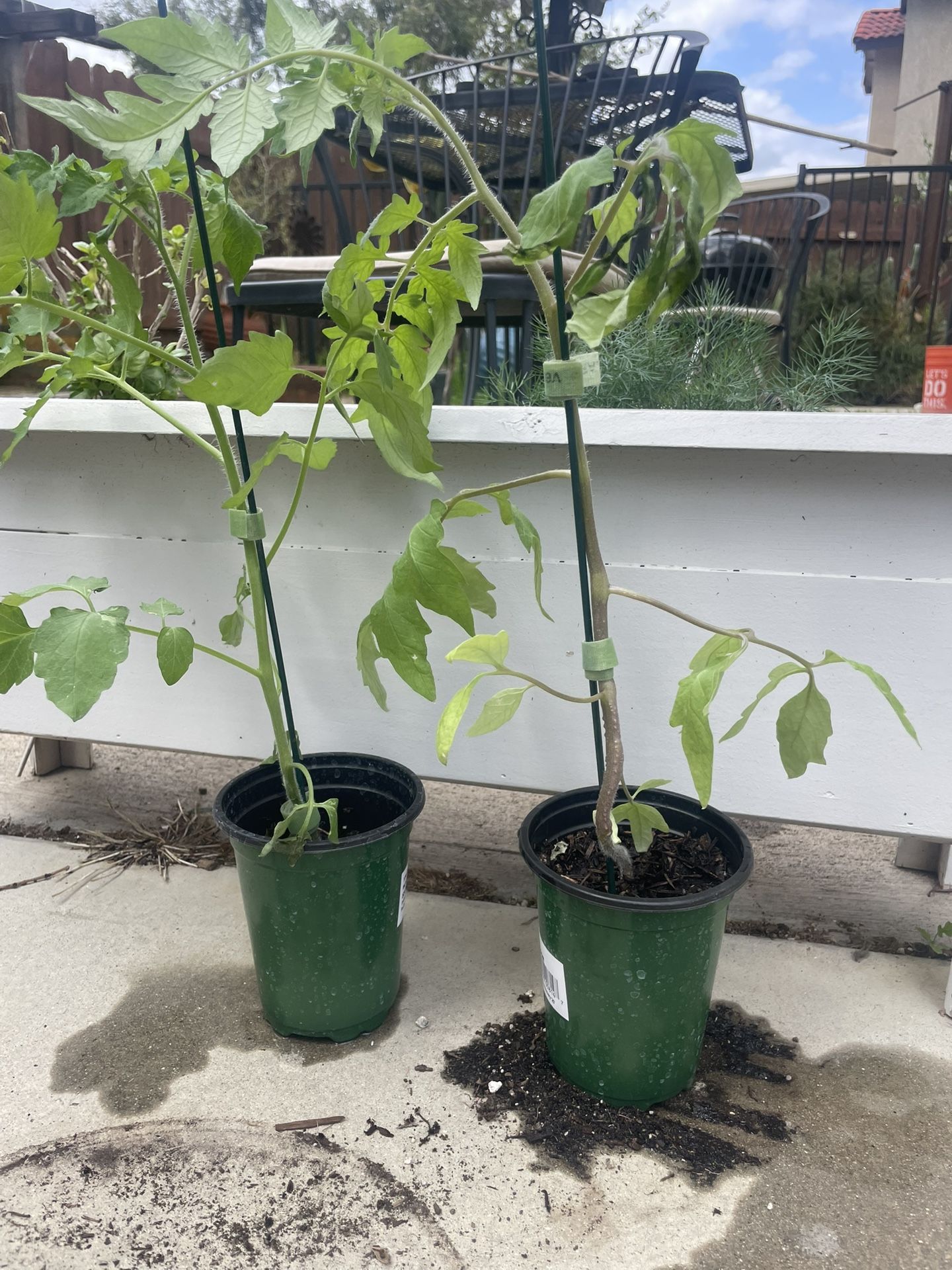 Organic Heirloom Tomato Plants ! Buy One Get One 50% Off!
