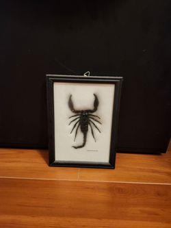 Framed Scorpion
